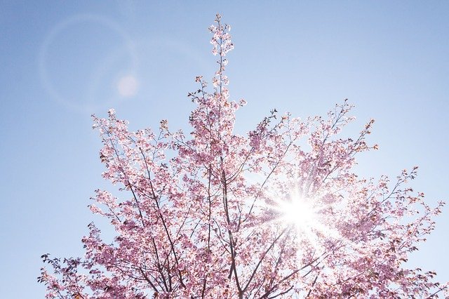 春の木